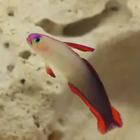 アケボノハゼ