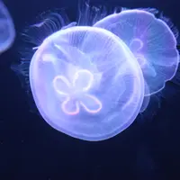 すみだ水族館生まれのミズクラゲ （クラゲの「ラボ」で成長過程を展示）