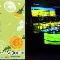 たんぽぽとクラゲ
