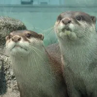 コツメカワウソ イメージ
