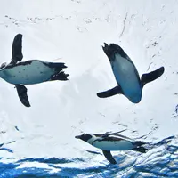 天空のペンギン イメージ