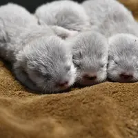 コツメカワウソの赤ちゃん3頭 イメージ