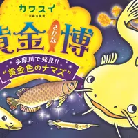 黄金さかな博～多摩川で発見!!“黄金色のナマズ”～