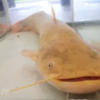黄金色のナマズ「たまずん」