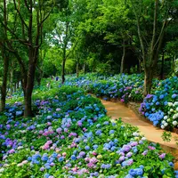 あじさいロード イメージ