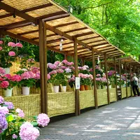 あじさいマーケット イメージ