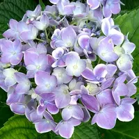 ありがとう イメージ