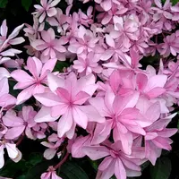 歌合わせ イメージ