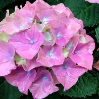 長崎の恋 イメージ