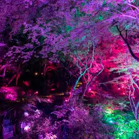 谷間の呼応する森 イメージ