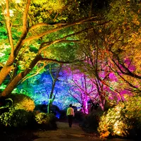 夏桜と夏もみじの呼応する森 イメージ