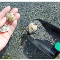 サカナや海の幸とのふれあい イメージ