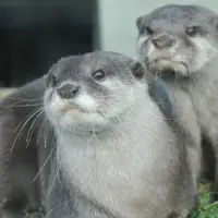 カワウソ イメージ