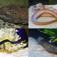 （左上）チュウゴクオオサンショウウオ、（右上）ヌタウナギの仲間、（左下）ハナヒゲウツボ、（右下）ハイギョの仲間 イメージ
