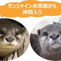 （左）ニコ、（右）シュラ イメージ