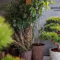 株式会社 DAISHIZEN〔館内植栽〕