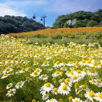 カモミール　5月上旬～6月上旬