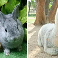 ウサギやアルパカと触れ合える「移動動物園」も開催（画像はイメージ）