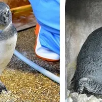 すくすくと成長するケープペンギンの子ども