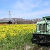 うさぎ乗務員が同乗するトロッコ列車。時期が合えば菜の花も楽しめる