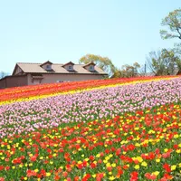チューリップ畑