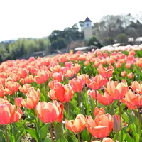 チューリップ畑