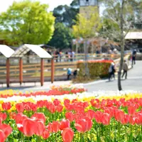 チューリップ畑
