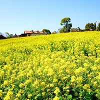 50万本の菜の花