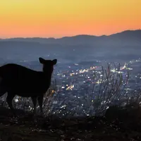 夕暮れの若草山からみた奈良のまちなみ　司馬遼太郎の言葉２「この国のかたち」より　©小林修（朝日新聞出版写真部）