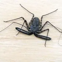 ウデムシ