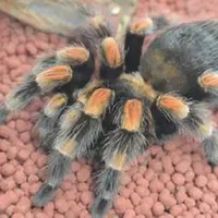 メキシカンレッドニー