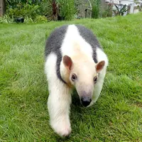 ミナミコアリクイ