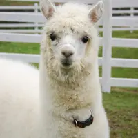 アルパカ