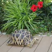 リクガメのお散歩タイム