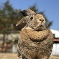 コンチネンタルジャイアントラビット