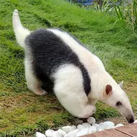 ミナミコアリクイのお散歩タイム