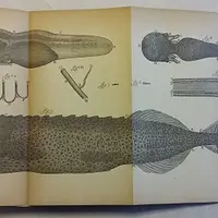 『血液の真の循環』中の 魚のヒレの観察 1688年頃 アントニ･ファン･レーウェンフック ブールハーフェ博物館所蔵©Rijksmuseum Boerhaave, Leiden Inst 1204b 