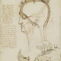 レオナルド・ダ・ヴィンチ「解剖手稿」より頭部断面、 脳と眼の結びつき部分 1490-92年頃 ウィンザー城王室コレクション所蔵 Royal Collection Trust/© Her Majesty Queen Elizabeth II 2018