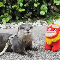 カワウソ・グリーティングタイム
