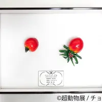 展示作品6