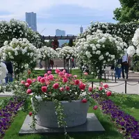 山下公園「未来のバラ園」