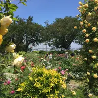 港の見える丘公園「イングリッシュローズの庭」