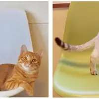会場で触れ合える猫(イメージ)