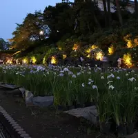 小田原城本丸東堀・花菖蒲園のライトアップ