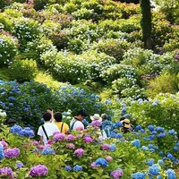 色鮮やかなあじさいの光景