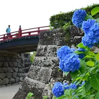 常盤木橋とあじさい