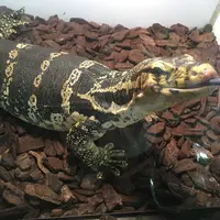 ミズオオトカゲ