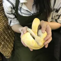 ボールパイソン