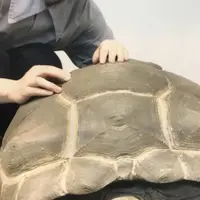 アルダブラゾウガメ