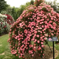ウィーピングスタンダード花見川